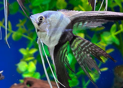 Angelfish - Veiltail Black and White
