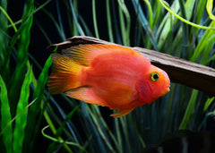 Blood Parrot Cichlid Orange fish swimming in an aquarium with green plants