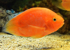 Blood Parrot Cichlid  Orange fish in an aquarium setting with gravel and rocks.