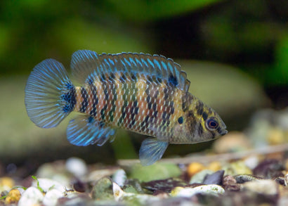 Colorful fish swimming in an aquarium with a blurred background