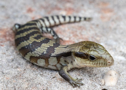 Blue Tongue Lizard