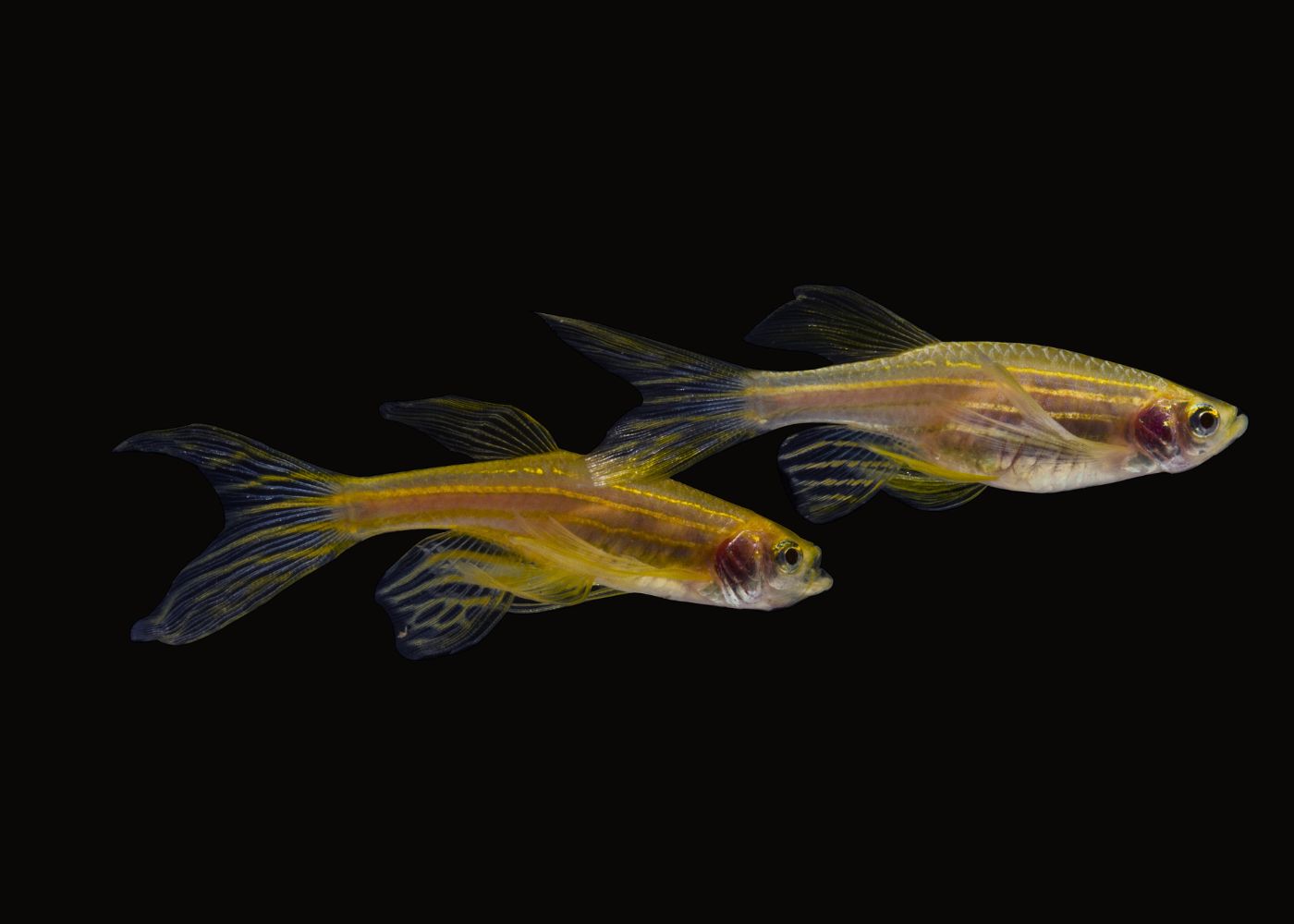 Gold Zebra Danio Longfin Special (6 for $20)