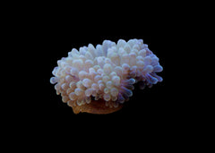 Bubble Tip Anemone Medium