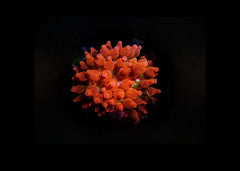 Bubble Tip Anemone Medium