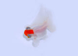 Butterfly Tail Red And White