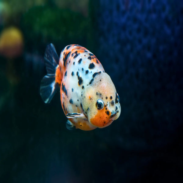 Coburg Aquarium | Shop Live Fish | Ranchu Calico
