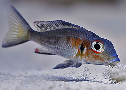 Callochromis Macrops