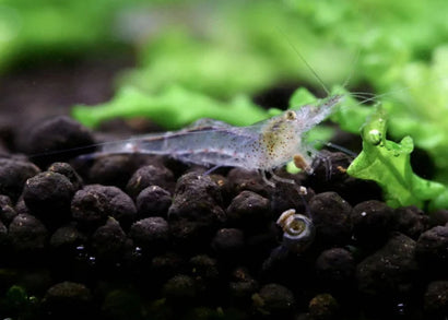 Cardinides wilkinsi Calman - CWC Shrimp - Special 10 for $40