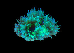 Elegance Coral - Catalaphyllia Medium