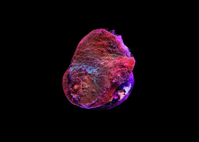 Chalice Coral - A grade Medium