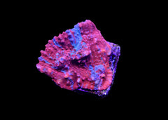 Chalice Coral - A grade Small