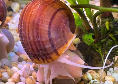 Mystery snail - Chestnut