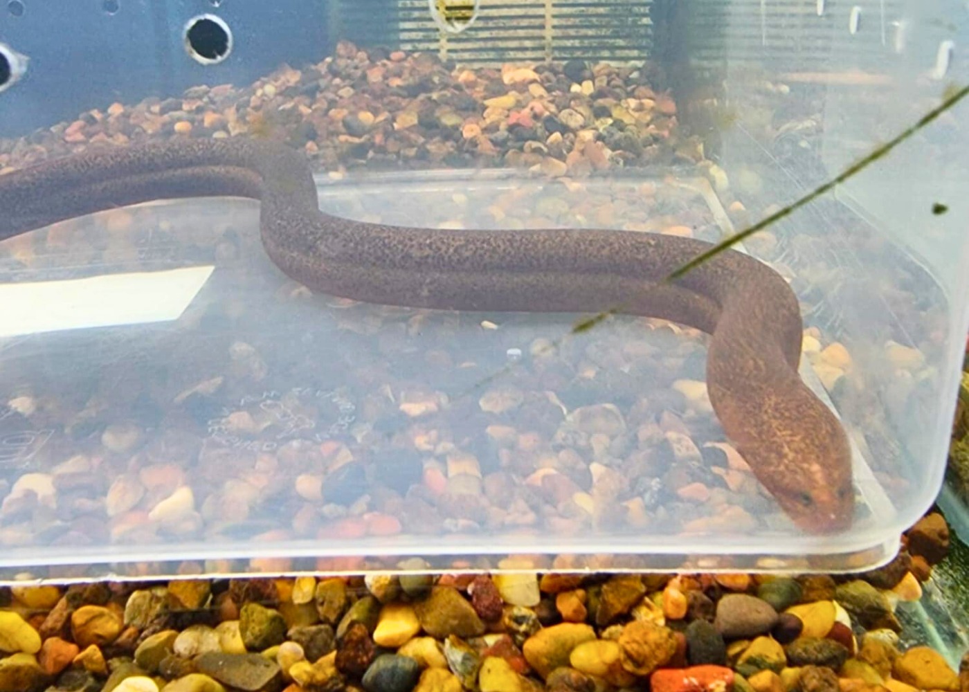 Eel Species Where To Buy Live Eels Near Me Shop Eels Eel Single