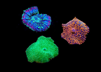 Corallimorph - Discosoma spp. - Assorted (per polyp)