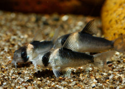 Small corydoras duplicareus fish swimming near a sandy bottom