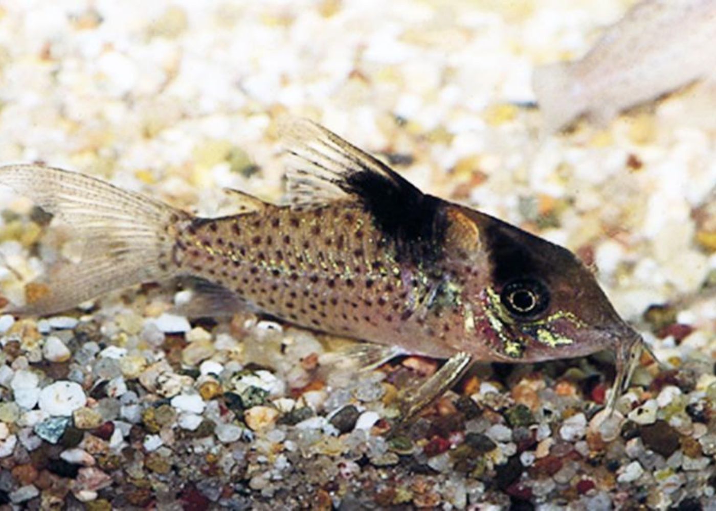 Corydoras Catfish on substrate
