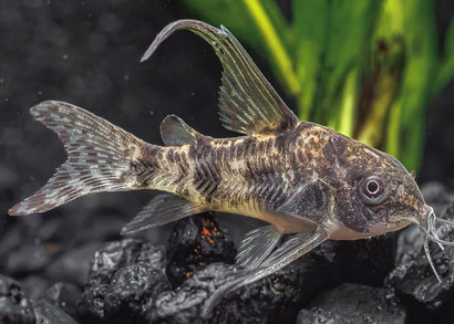 Corydoras Peppered - Longfin
