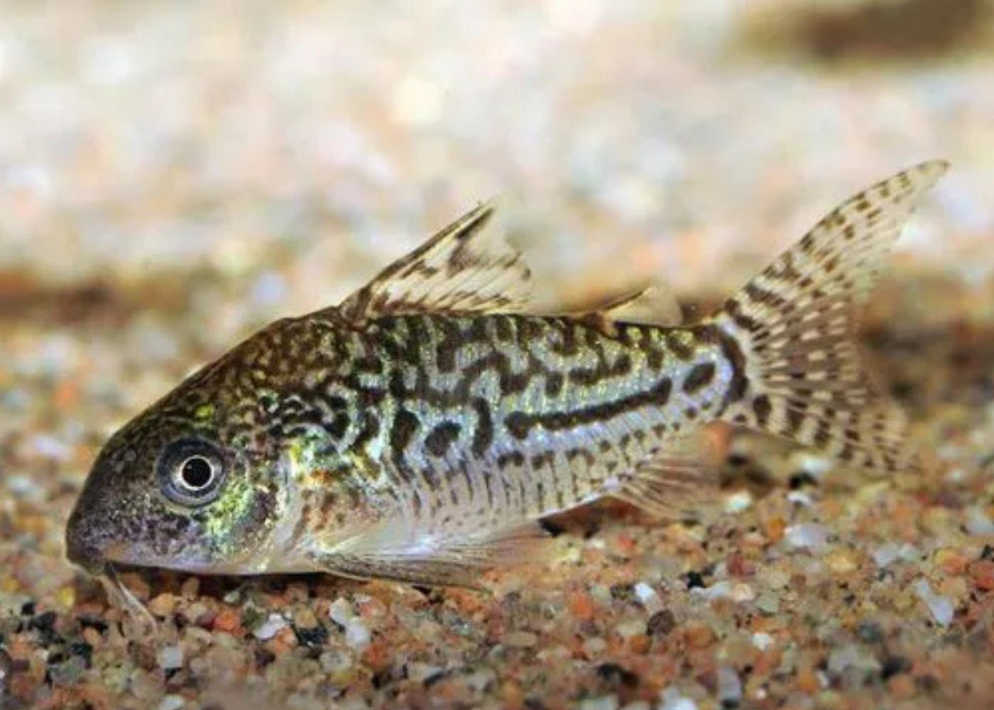 Corydoras Sodalis Fish on a sandy substrate with a blurred background