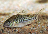 Corydoras Sodalis