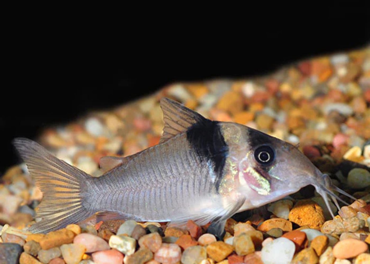 Corydoras Virginiae