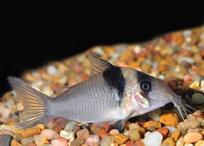 Corydoras Virginiae