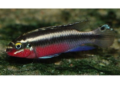 Kribensis - Cross River