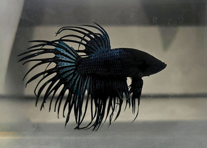 Fighter - Crowntail Male Black Orchid