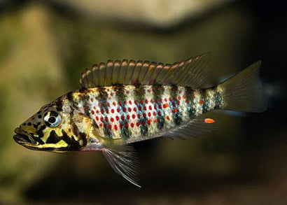 Ctenochromis horei