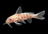 Cuckoo Catfish - Synodontis petricola - Pink