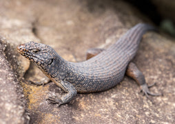 Cunninghams Skink