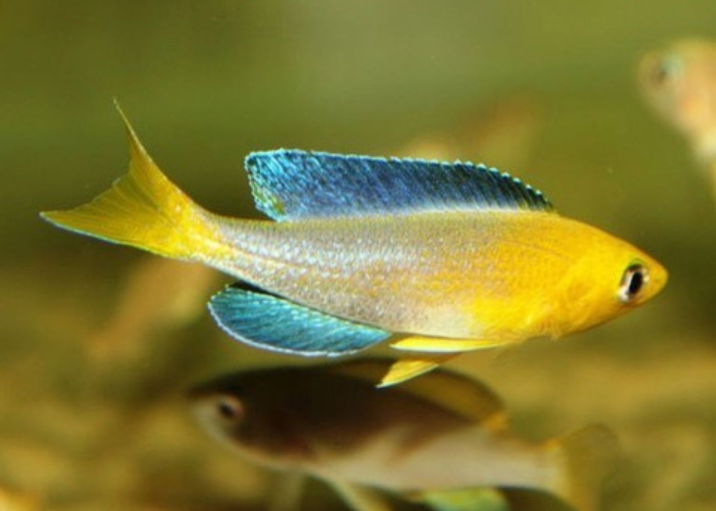 Cyprichromis Leptosoma Jumbo Yellow Head