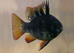 Fish with a spiky dorsal fin on a plain background