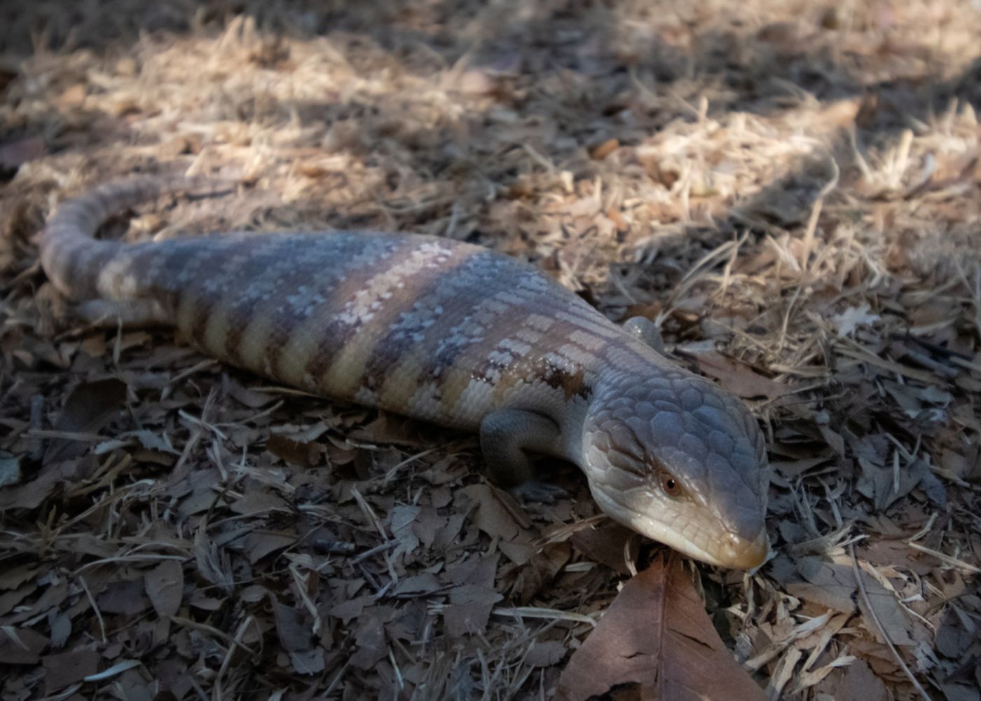 Darwin - Northern Blue Tongue Lizard Juv.
