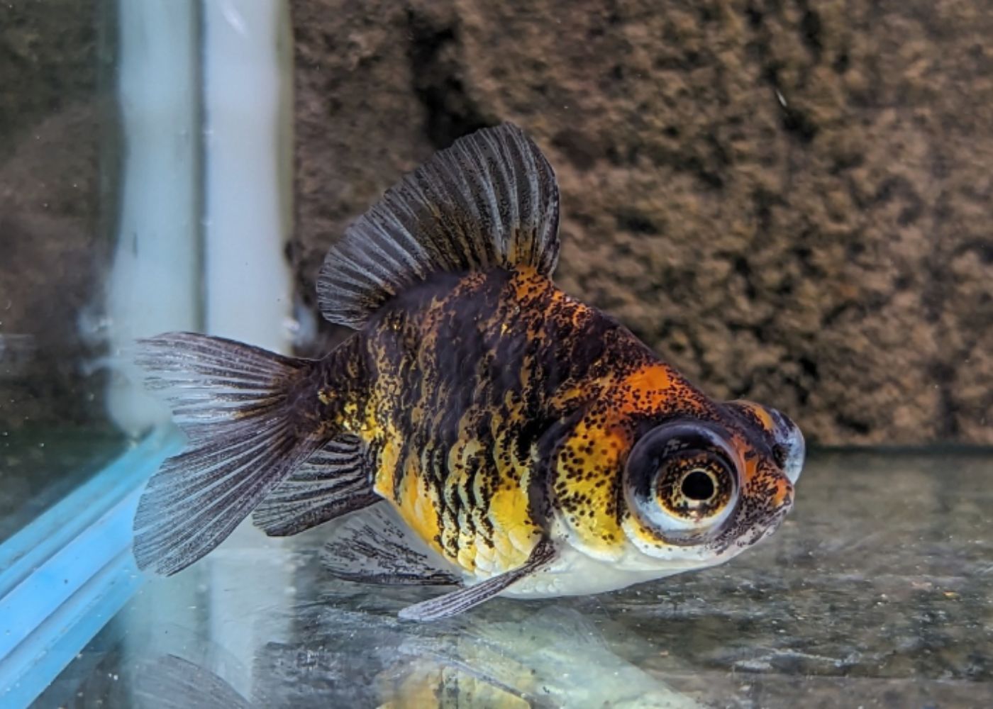Demekin - Goldfish