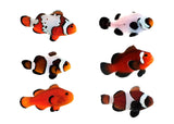 Clownfish - Assorted Designer