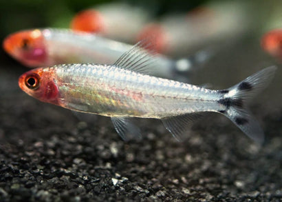 Rummynose Tetra - Diamond Head