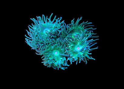 Tree Coral - Duncanopsammia Large