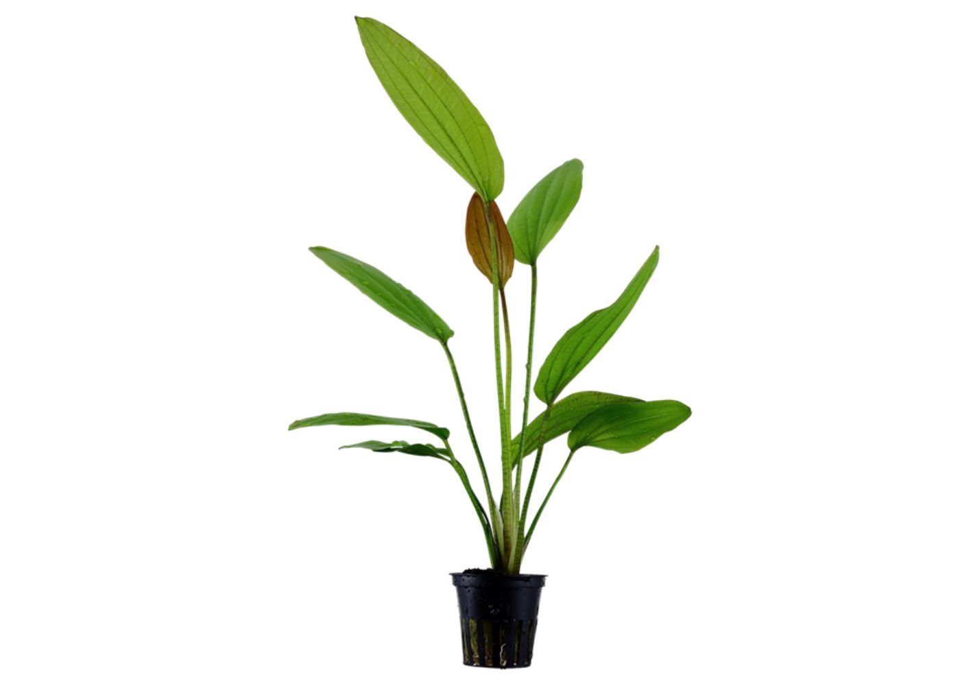 Potted echinodorus rose plant with green leaves on a white background