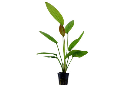 Potted echinodorus rose plant with green leaves on a white background