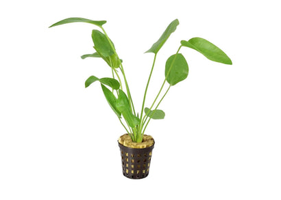 Echinodorus Schuleteri in Mesh Pot