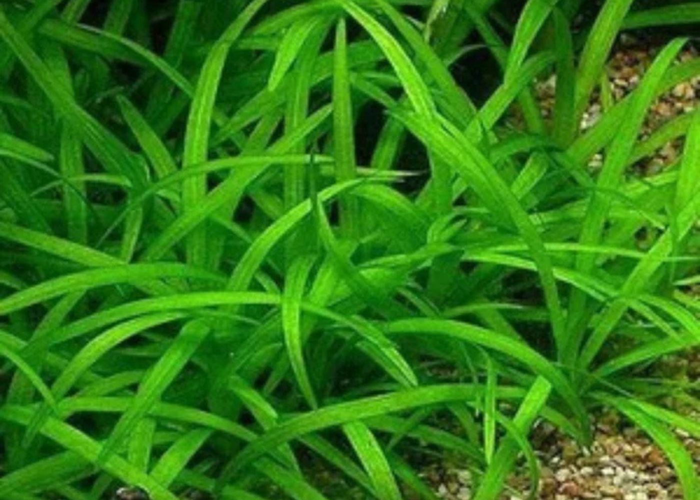 Echinodorus Tenellus