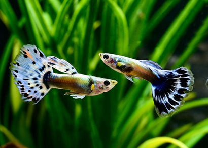 Two colorful blue elephant ear guppy fish swimming in an aquarium with green plants.