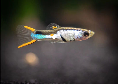 Guppy Endlers - Silverado