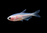 Emperor Tetra - Blue Kerri Gold - Special 6 for $36