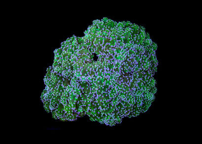 Frogspawn Coral  - Assorted (Euphyllia divisa) Small