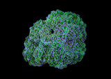 Frogspawn Coral  - Assorted (Euphyllia divisa) Small