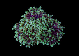 Large Torch Coral (Euphyllia glabrescens) - Assorted (QLD)