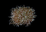 Large Torch Coral (Euphyllia glabrescens) - Assorted (WA)