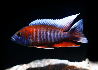 Peacock Cichlid - Eureka Red