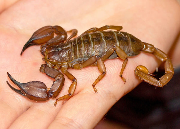 Flinders Insect Shop Live Insects | Scorpion - Flinders Rangers Medium – Coburg Aquarium
